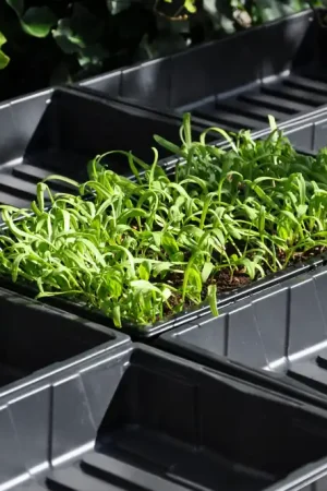 Bestel Nu Royal Well Seed Tray 37.5 x 23 x 6 cm
